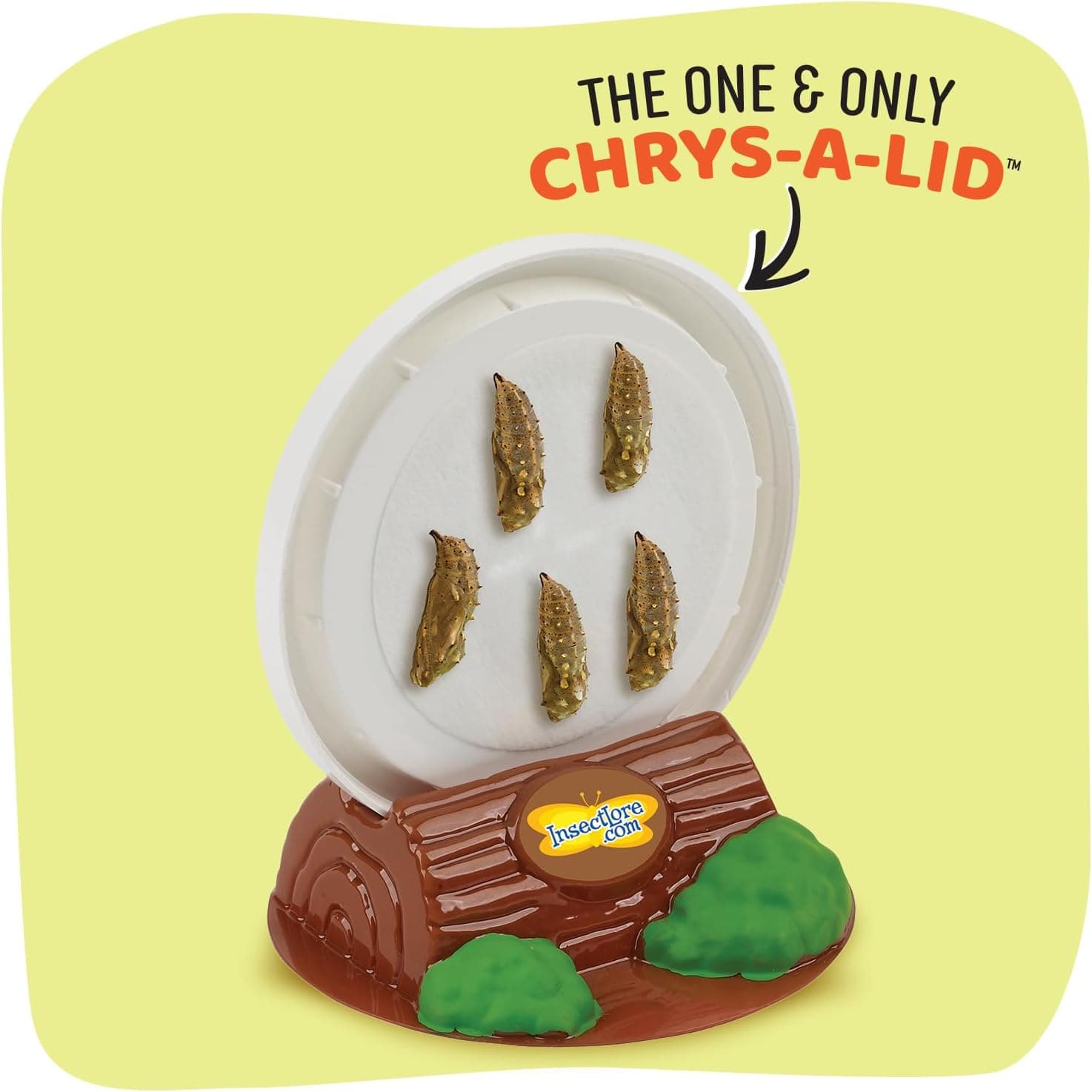 Insect Lore Butterfly Garden Kit with Live Caterpillars thumbnail 5