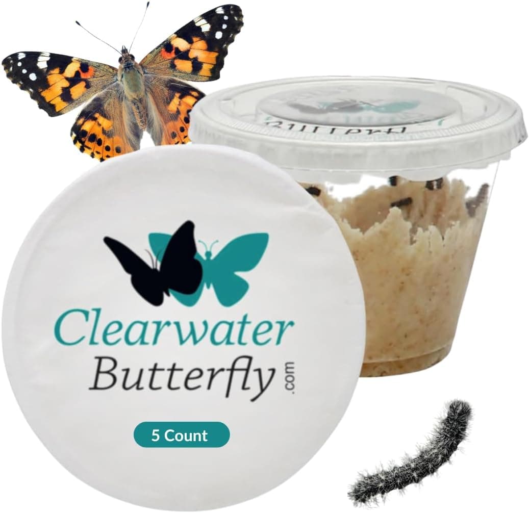 Easter Gift Ideas for Kids: Live Butterfly Kit