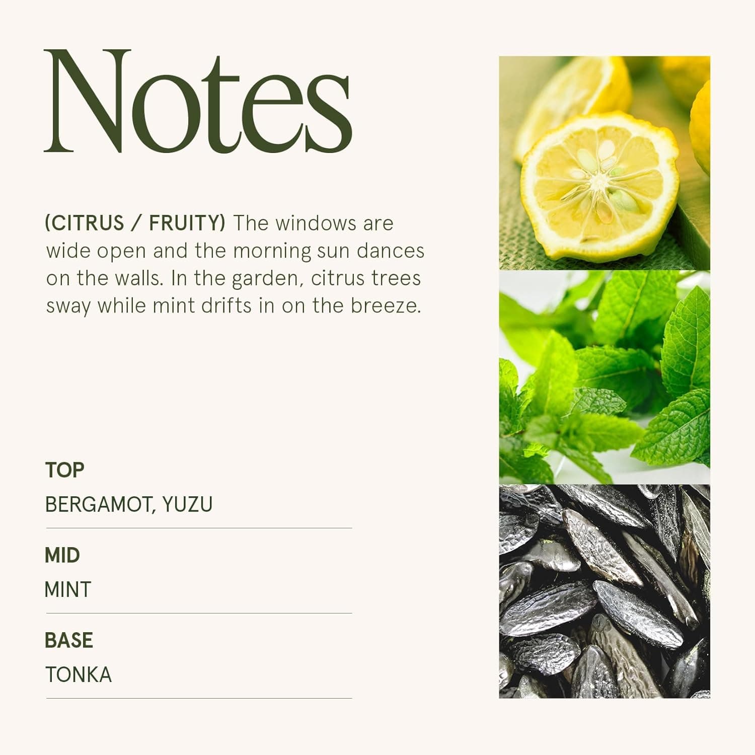 LA JOLIE MUSE Citrus Mint Candle - Yuzu, Mint & Tonka, 6 oz Natural Soy Wax thumbnail 4