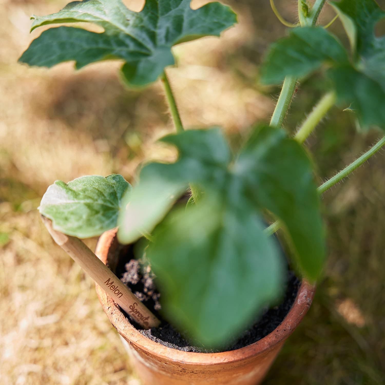 SproutWorld Wood-Cased Pencils | EVERYDAY EARTH | HB Pre-Sharpened Graphite Plantable Wooden Pencils with Flower, Herb &amp; Vegetable Seeds |Gift Ideal for Drawing, Sketching &amp; Shading | 12 Pack : Office Products thumbnail 5
