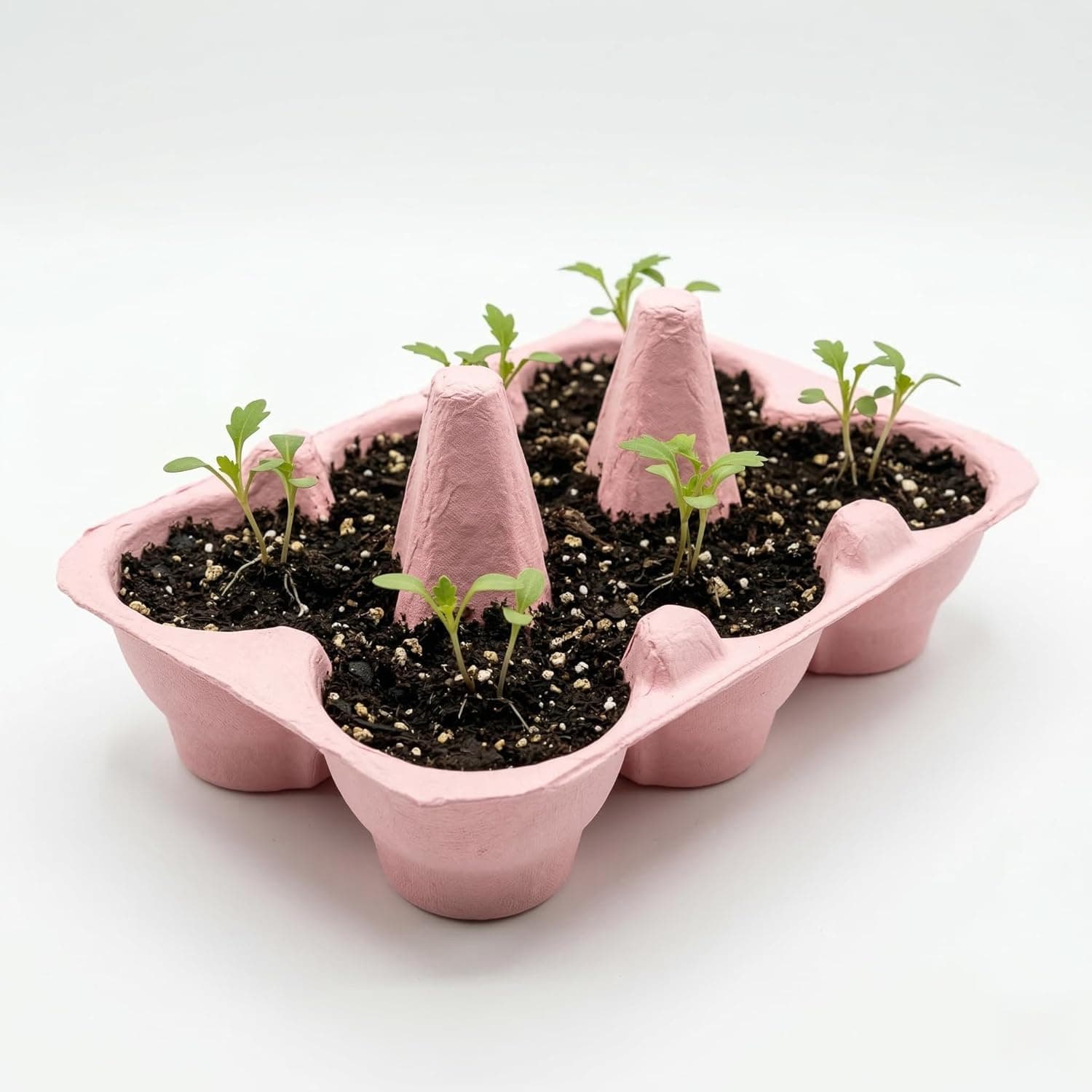 Buzzy Seeds Flower Starter Kit - 2-Pack Sunflower & Daisy thumbnail 4