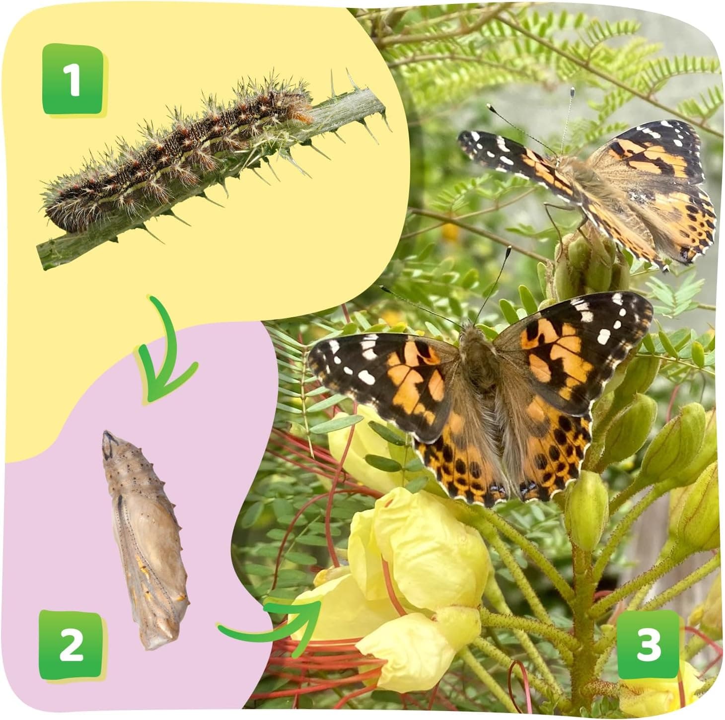 Insect Lore Butterfly Garden Kit thumbnail 4