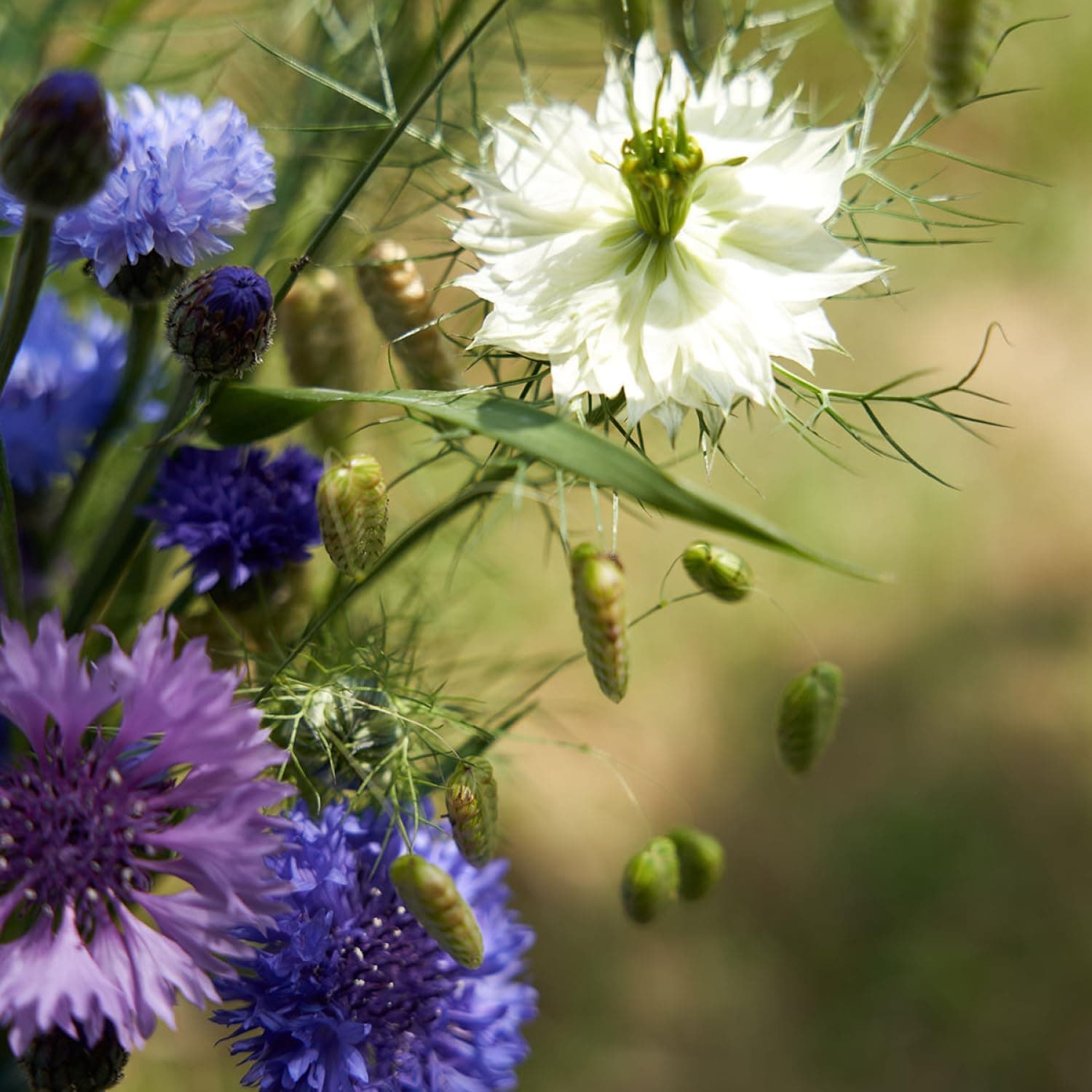 SproutWorld Pencil | Thank You Edition | Plantable pencils with flower seeds | Sustainable gift to say thank you | Pack of 5 | Eco-friendly wood : Office Products thumbnail 4