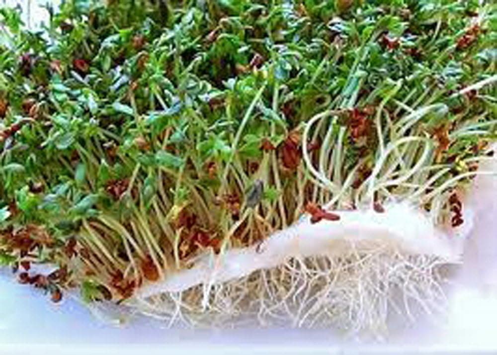 Alfalfa Sprout Seed - Heirloom Micro Greens (100 Seeds) — Spring Gift Ideas gift idea