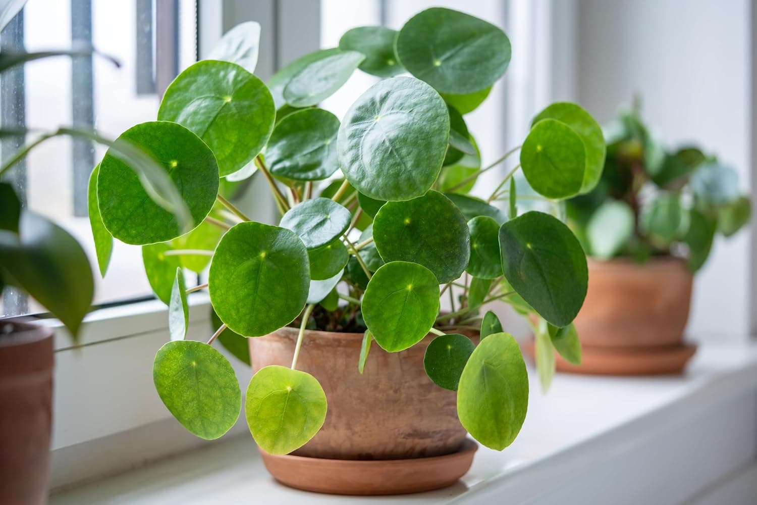 Chinese Money Plant - Live Indoor Plant — Spring Gift Ideas gift idea