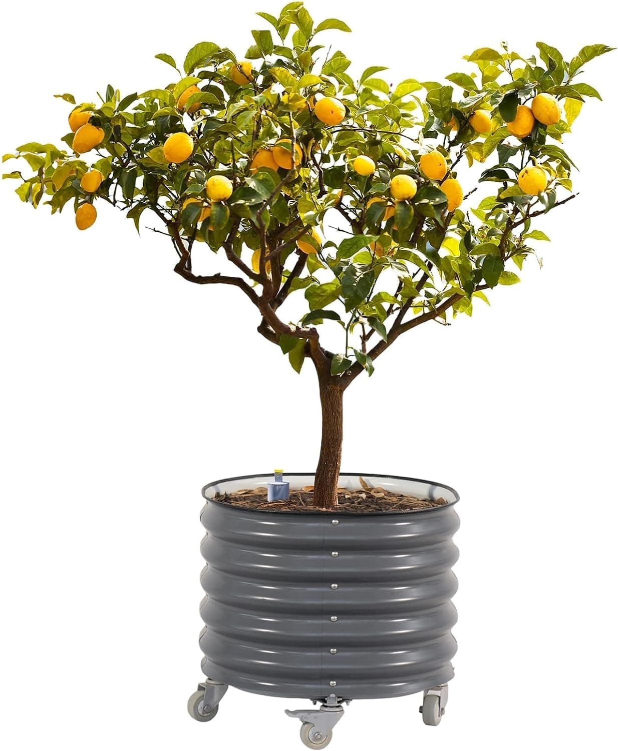Rolling Metal Citrus Tree Planter, Self-Watering Round Large Pot for Growing Trees Tomatoes Vegetables and Flowers, Raised Garden Bed with Wheels for Porch Patio &amp; Backyard, Single Pack-Modern Gray : Patio, Lawn &amp; Garden — Spring Gift Ideas gift idea