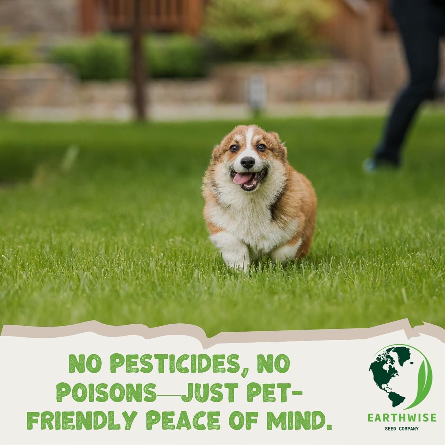 Earthwise PetLawn Grass Seed Mix – Pet Safe, Organic, Tall Fescue and White Dutch Clover Blend, Durable Lawn, Drought Tolerant, Low Maintenance – Covers 500 sq ft Overseed, 200 sq ft Bare, 1/2 lb : Patio, Lawn &amp; Garden thumbnail 3