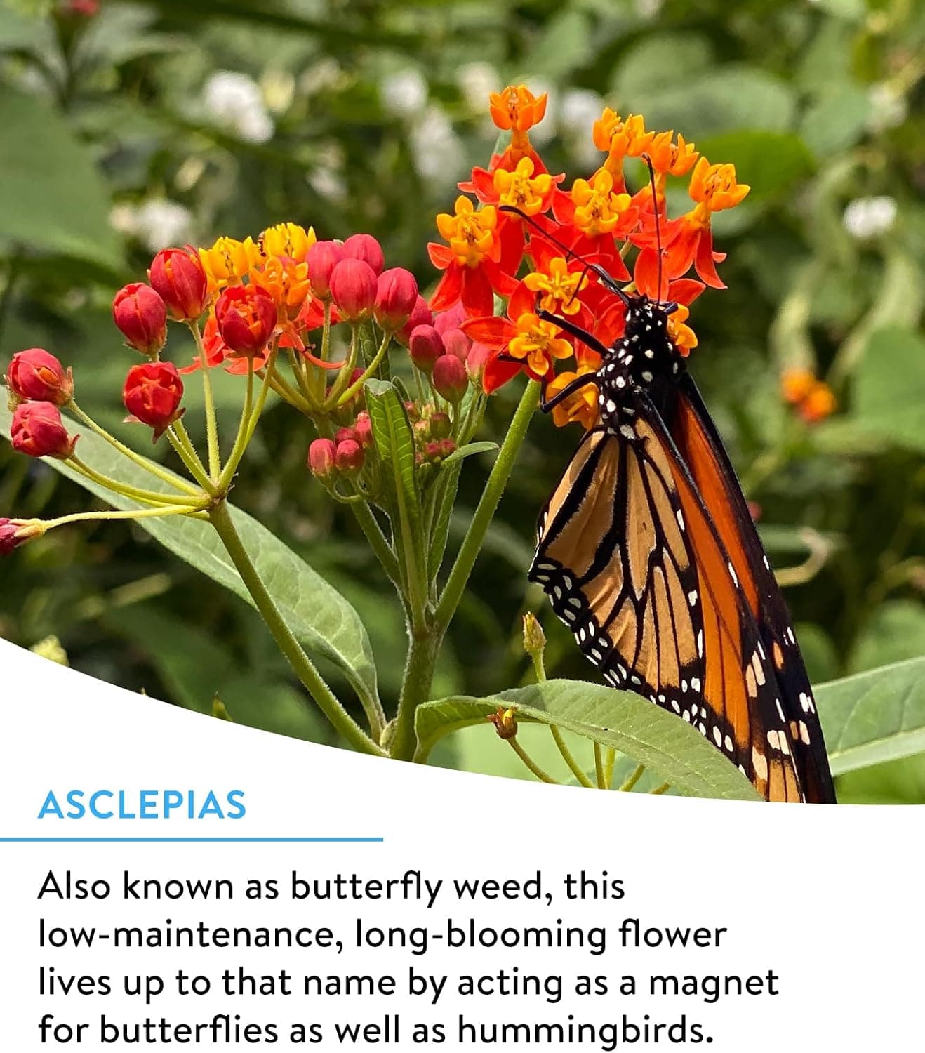 Burpee Wildflower 25,000 Bulk Seed Collection thumbnail 2