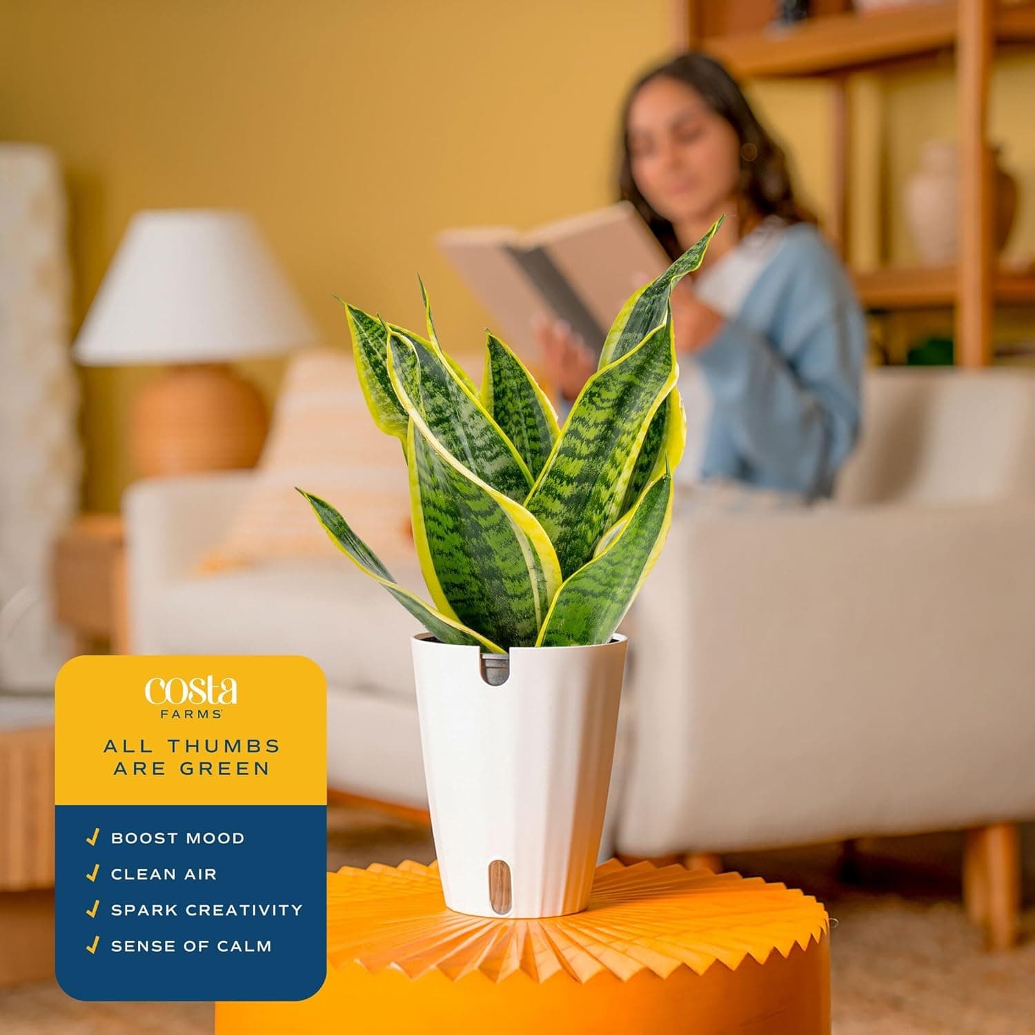 Costa Farms Snake Plant, Easy to Grow Live Plant in Cute Decor Pot, Grower thumbnail 5