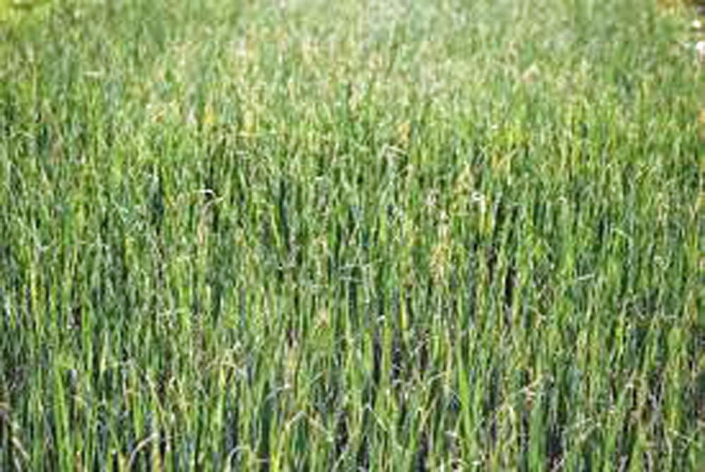 Alfalfa Sprout Seed - Heirloom Micro Greens (100 Seeds) thumbnail 2