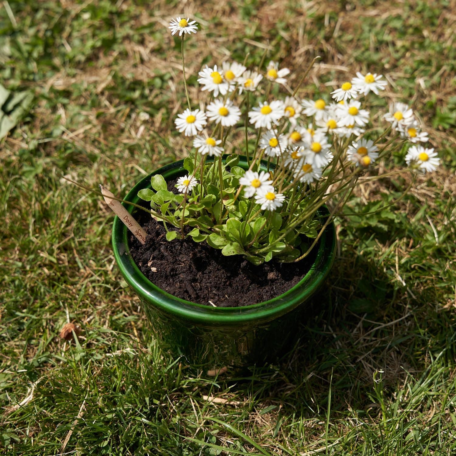 SproutWorld Pencil | Thank You Edition | Plantable pencils with flower seeds | Sustainable gift to say thank you | Pack of 5 | Eco-friendly wood : Office Products thumbnail 5